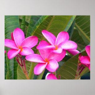 Rosa Plumeria-Blumen-Druck Poster