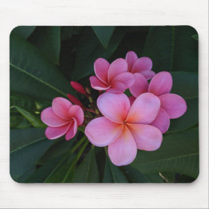 Rosa Plumeria-Blumenbilder Mousepad
