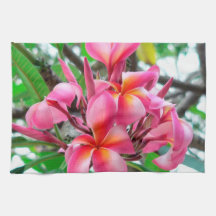 Rosa Plumeria- oder Frangipani-Blume