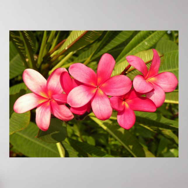 Rosa Plumeria Poster (Vorne)