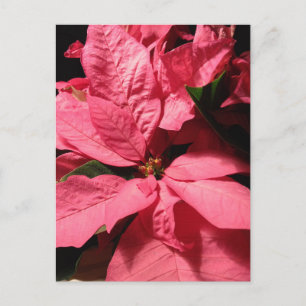Rosa Poinsettia-WeihnachtsBlumen Feiertagspostkarte