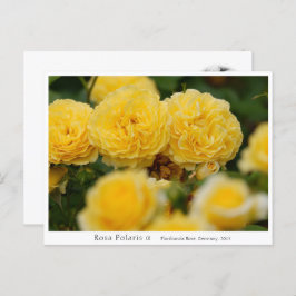 Rosa Polaris α Postkarte