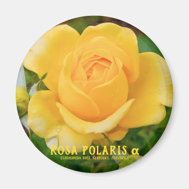 Rosa Polaris α [Round Magnet] Magnet (Vorne)