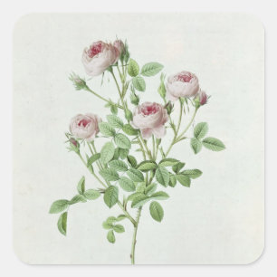 Rosa Pomponia von "Les Rose" Quadratischer Aufkleber