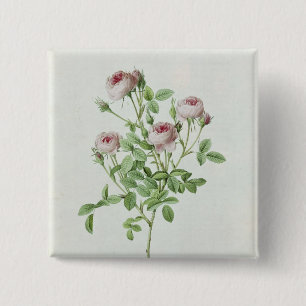 Rosa Pomponia, von 'Les Rosen Button
