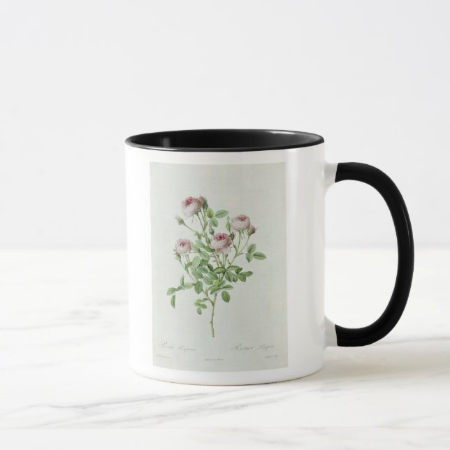 Rosa Pomponia, von 'Les Rosen Tasse (Rechts)