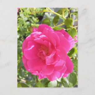 Rosa Post Card Postkarte