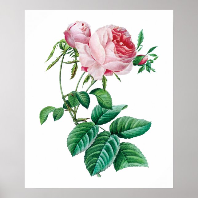 Rosa Poster (Vorne)