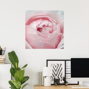 Rosa Poster