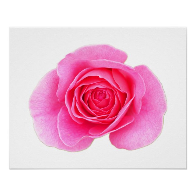 Rosa Poster (Vorderseite)
