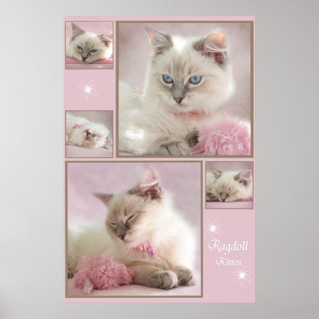 rosa Poster3 Poster (Vorne)