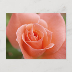 Rosa Postkarte