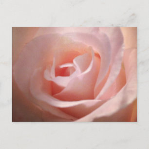 Rosa Postkarte