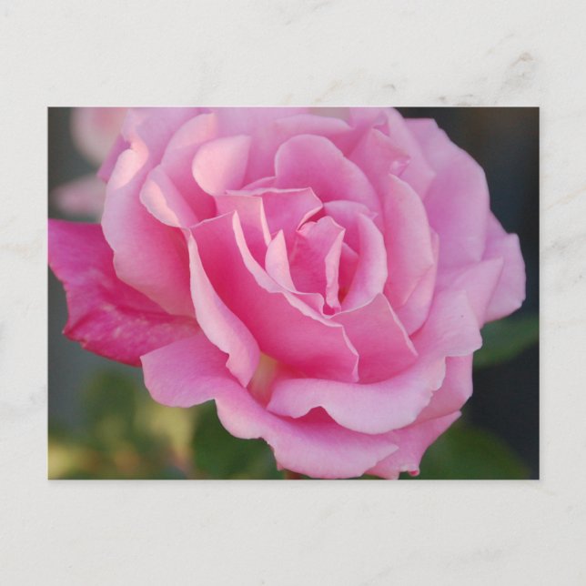 Rosa Postkarte (Vorderseite)