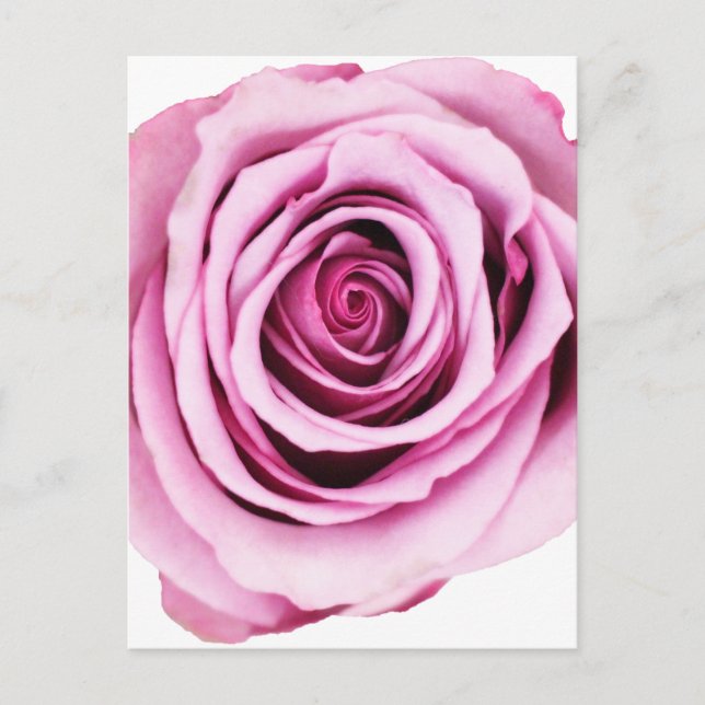 Rosa Postkarte (Vorderseite)