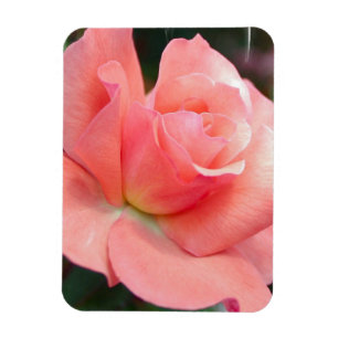 Rosa Premium Magnet