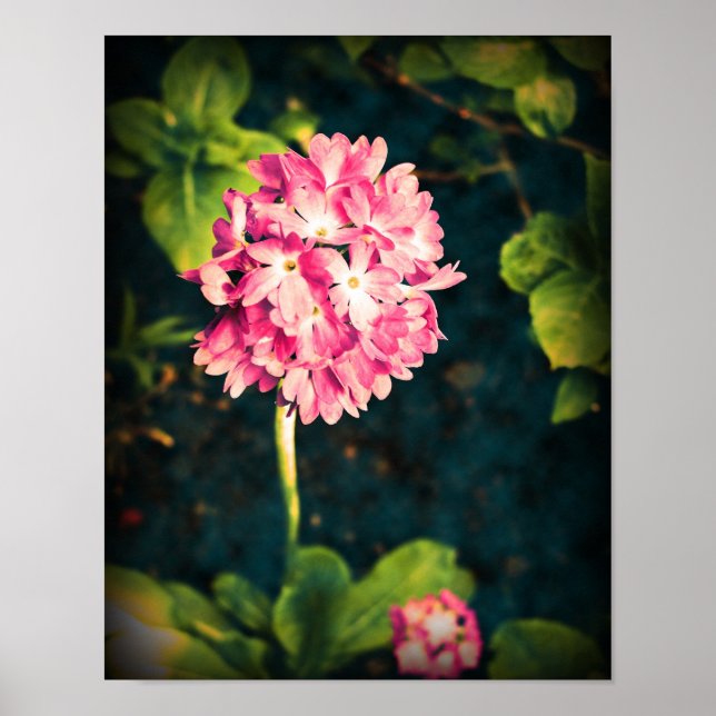 Rosa Primula-Blume Poster (Vorne)
