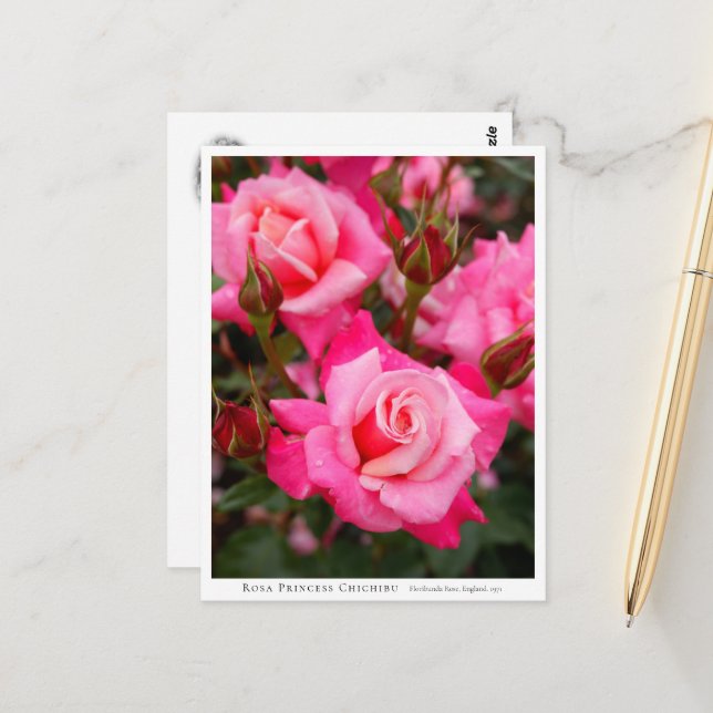Rosa Princess Chichibu Postkarte (Vorderseite/Rückseite Beispiel)