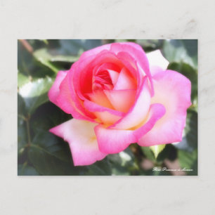 Rosa Princesse de Monaco: Postkarte