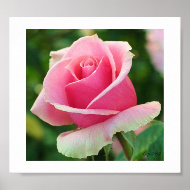 Rosa Printwerbung Poster (Vorne)