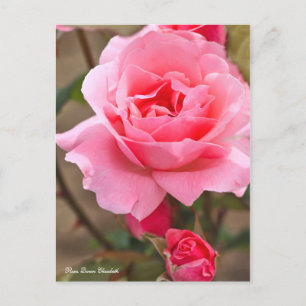 Rosa Queen Elizabeth ポ [Postcard] ス ト ド Postkarte