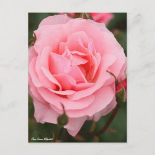 Rosa Queen Elizabeth: Postcard Postkarte