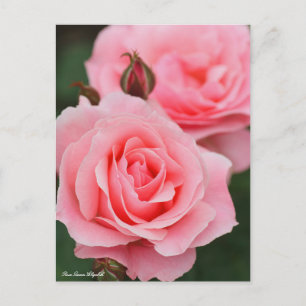 Rosa Queen Elizabeth: Postcard Postkarte