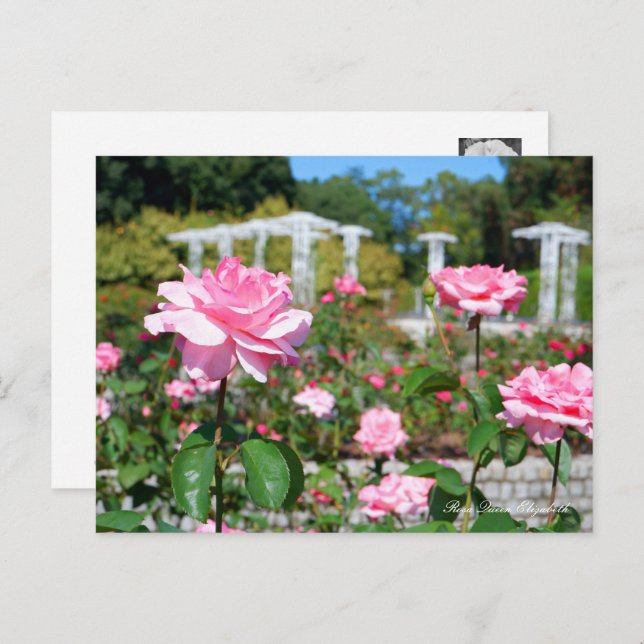 Rosa Queen Elizabeth Postkarte (Vorne/Hinten)