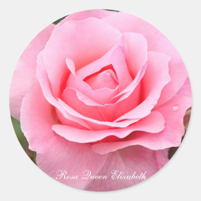 Rosa Queen Elizabeth [Round Seal] ラウンドシール Runder Aufkleber (Vorderseite)