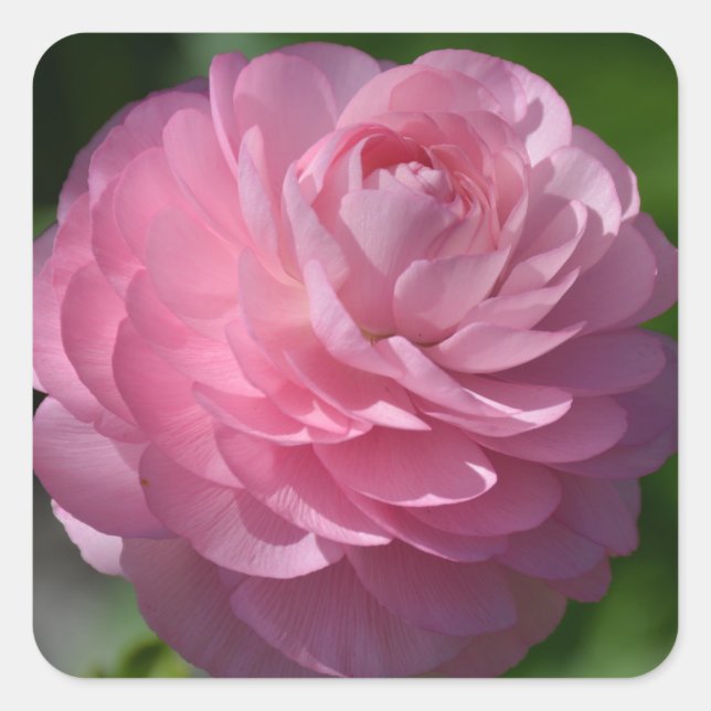 Rosa ranunculus-Blume Quadratischer Aufkleber (Vorderseite)