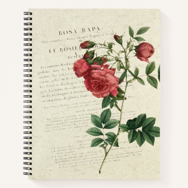 Rosa Rapa Vintag Notizbuch (Vorderseite)