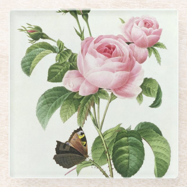 Rosa Redoute Rose Glass Untersetzer (Vorderseite)
