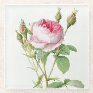 Rosa Redoute Rose Glass Untersetzer