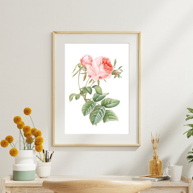 Rosa Redouté Vintage Rose Seidenpapier (Von Creator hochgeladen)