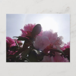 Rosa Rhododendren mit Sunlight DIY Postkarte