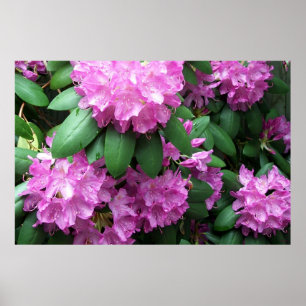 Rosa Rhododendren Poster