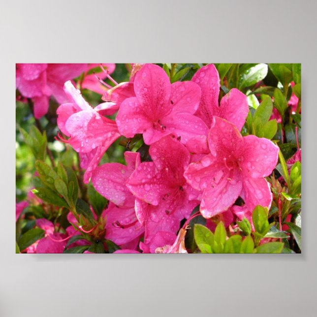 Rosa Rhododendren Poster (Vorne)