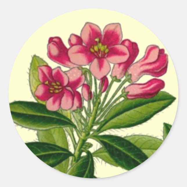 Rosa Rhododendron-Abbildung Runder Aufkleber (Vorderseite)