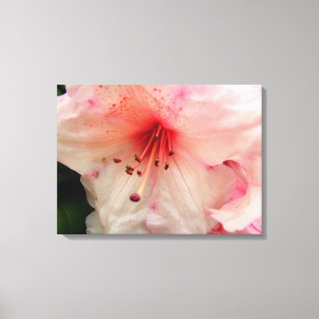 Rosa Rhododendron-Blume Leinwanddruck (Vorderseite)
