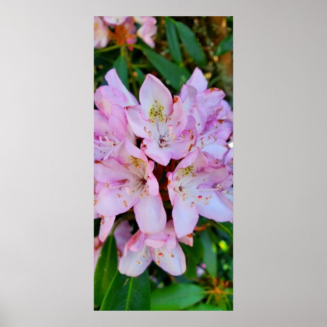 Rosa Rhododendron-Blume Poster (Vorne)
