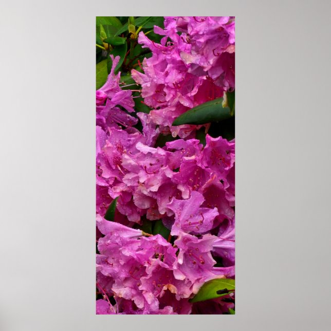 Rosa Rhododendron-Blume Poster (Vorne)