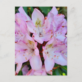 Rosa Rhododendron-Blume Postkarte