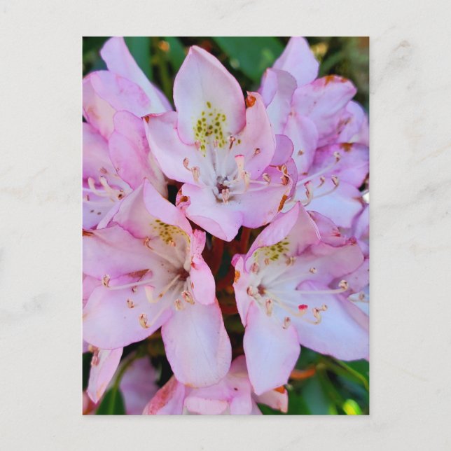 Rosa Rhododendron-Blume Postkarte (Vorderseite)