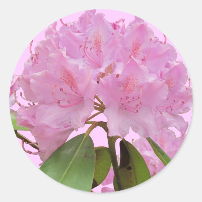 Rosa Rhododendron-Blume Runder Aufkleber (Vorderseite)
