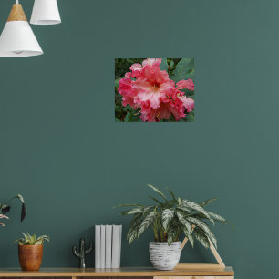 Rosa Rhododendron-Blüte Florale Fotografie Poster