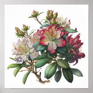 Rosa Rhododendron-Blüten Kunstposter Poster