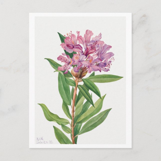 Rosa Rhododendron Botanische Illustration Postkarte (Vorderseite)