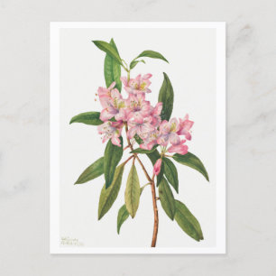 Rosa Rhododendron Botanische Illustration Postkarte