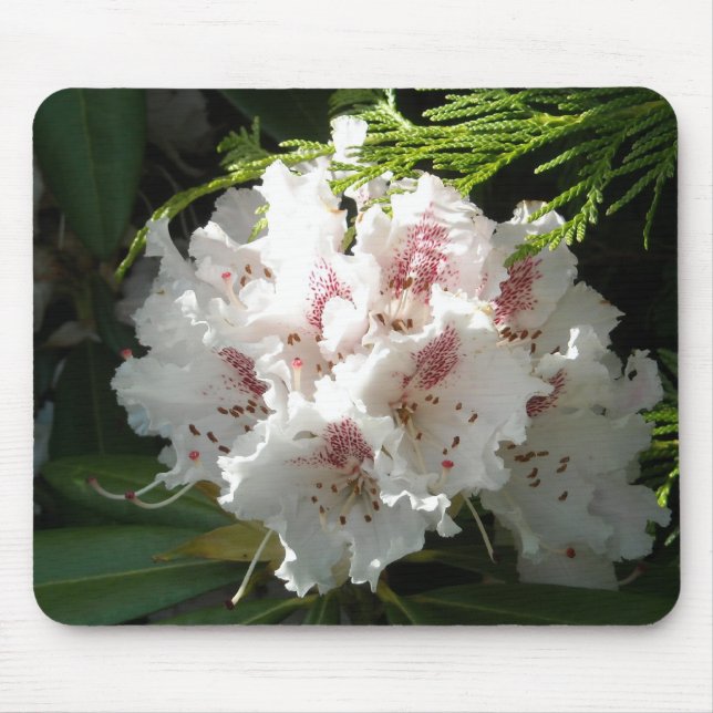 Rosa Rhododendron-Foto Mousepad (Vorne)