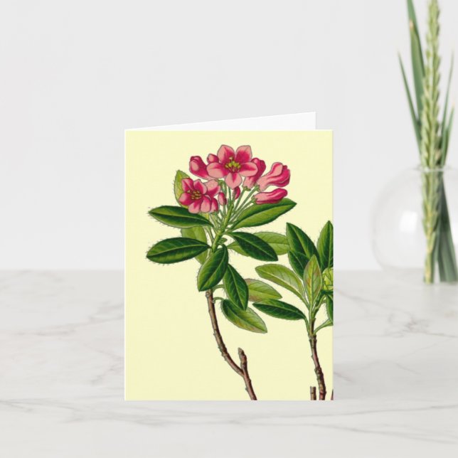 Rosa Rhododendron-Illustration Karte (Vorderseite)